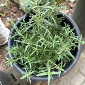 Potted Rosemary Herb 20cm