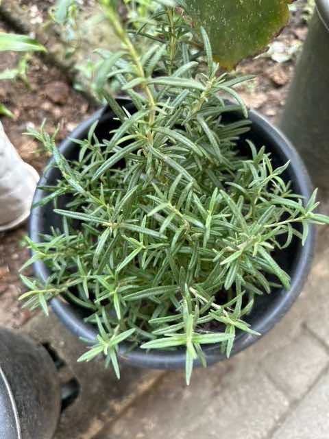 Potted Rosemary Herb 20cm