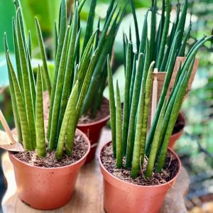 Sansevieria bacularis 30cm