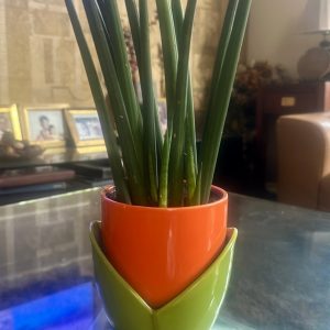 Sansevieria Cylindrica