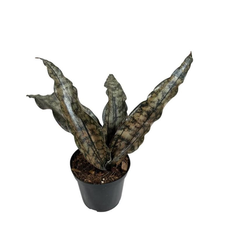 Sansevieria Kirkii Coppertone Plant