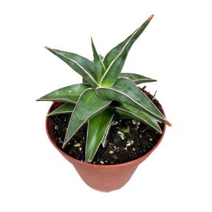 Sansevieria Lavranos