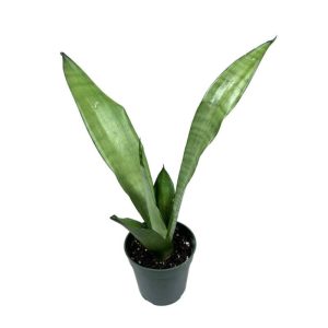 Sansevieria Moonshine