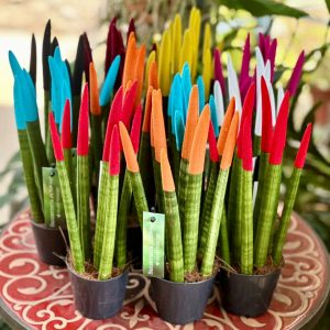 Sansevieria velvet touchz 30cm