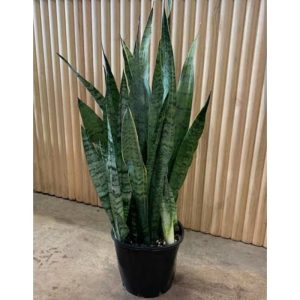 Sansevieria Zeylanica 55cm