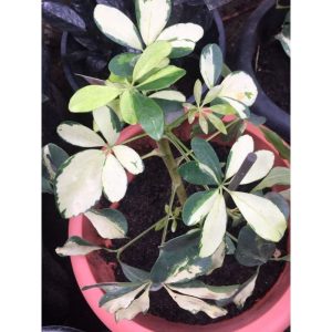 Schefflera Variegata