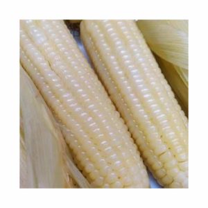 SEEDIY Corn Glutinous White Seeds