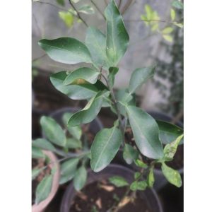 Shaddock Fruit Tree