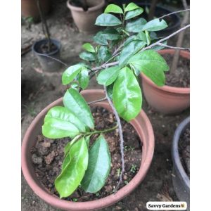 Soursop Fruit Tree