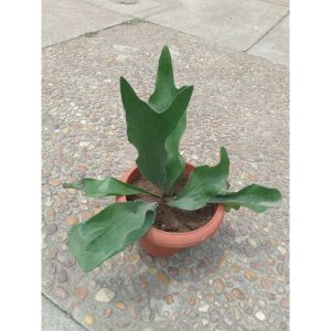 Staghorn fern