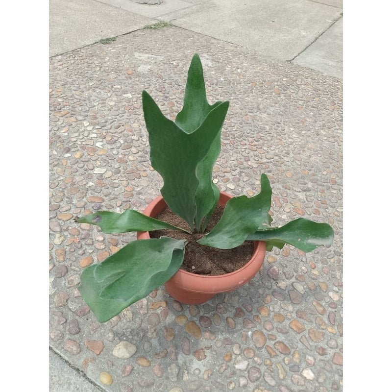 Staghorn fern