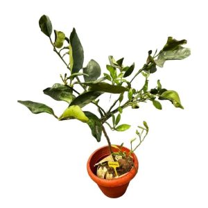 Sweet Orange Grafted Seedling