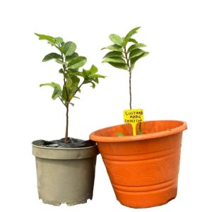 Sweet Sop Custard Apple Seedlings