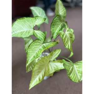 Syngonium White Butterfly Plant