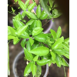 Tangerine Fruit Tree