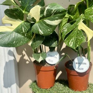Thai Constellation Variegated Monstera Deliciosa