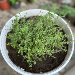 Thyme Potted Herb 20cm