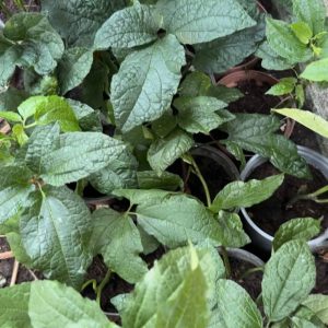 Ugu - Fluted pumpkin (Telfairia occidentalis) Seedling