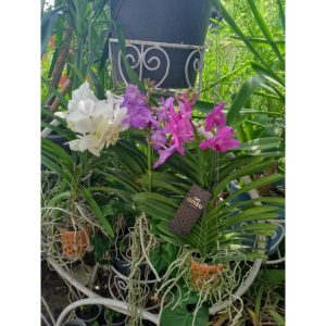 Vanda Orchids