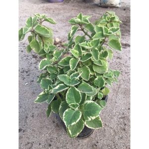 Variegated Cuban Oregano