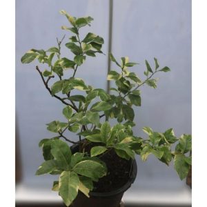 Variegated Lime Fruit Tree