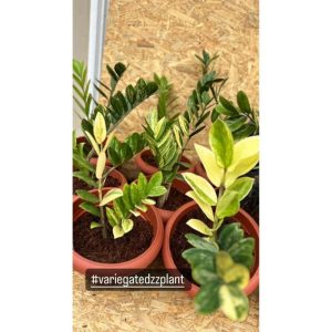 Variegated Zz Plant