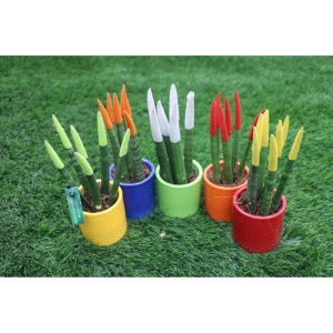 Velvet Touch Sansevieria