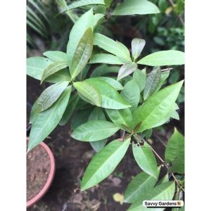 Wax Apple Fruit Tree