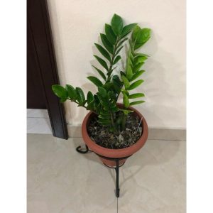 Zamioculcas Zamiifolia (Zz) Indoor Potted Plant