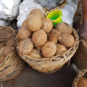 Coconut ? Dozen (12 pcs)