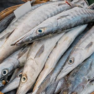 Barracuda Fish