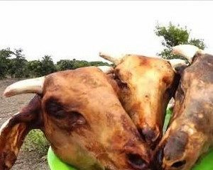 Full Goat Head ? Large
