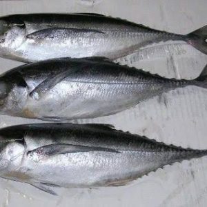 Kote Fish ? 1 Carton (Sharing)