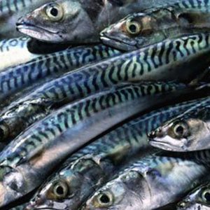 Titus / mackerel fish ? min buy