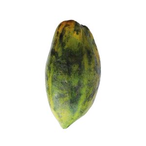 Pawpaw Size 3 (Large)