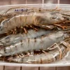 Jumbo Prawns ? Sharing