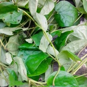 Uziza leaf ? min buy