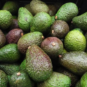 Avocado x 25(unripe)