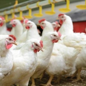 Broilers ? Large