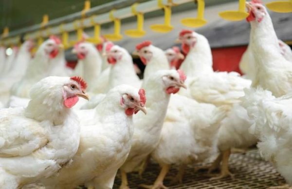 Broilers ? Large