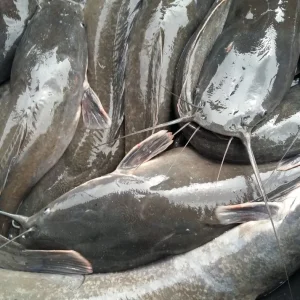 Catfish ? 2.5kg min buy