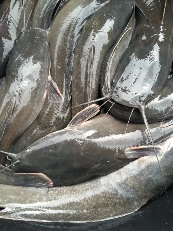 Catfish ? 2.5kg min buy