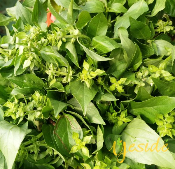 Curry leaf ? min buy