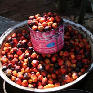 Banga Palm Kernel ? Sharing
