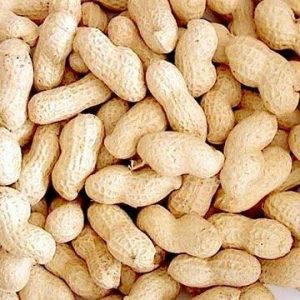 Groundnut