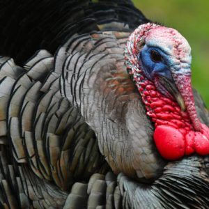 Turkey