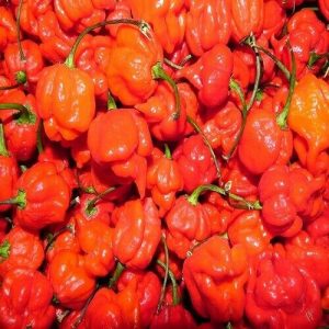 Fresh Pepper (red) ? min buy