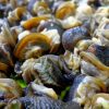 Jumbo Sea Snail (Washed & Ready to cook) ? 5kg
