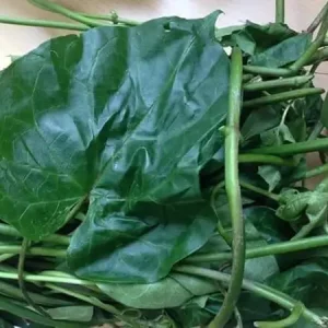 Utazi leaves ? min buy