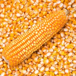 Yellow maize 1/2penta ? min buy